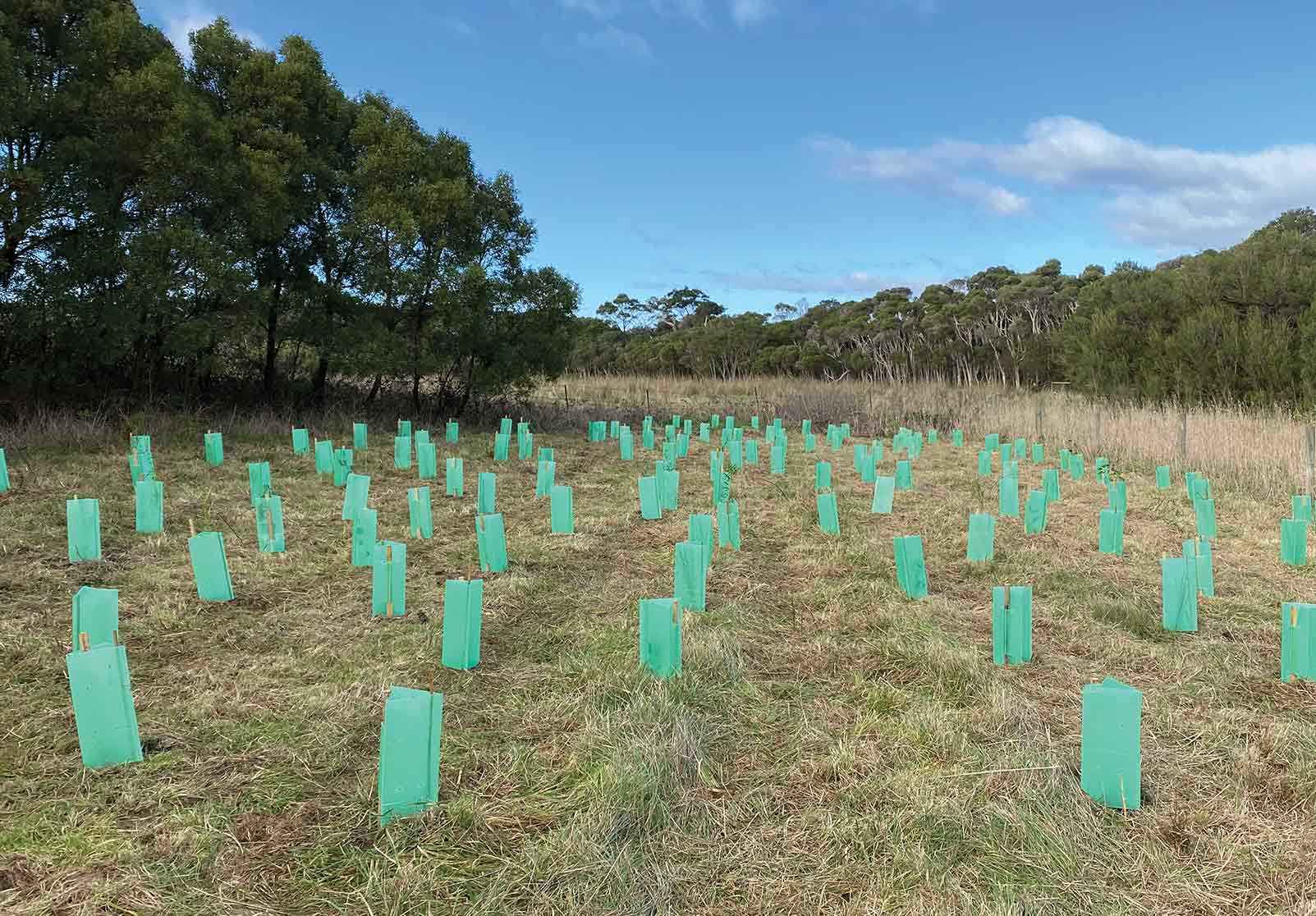 A tree-planting site for koala habitat undertaken by MPKC at Merricks in 2022.