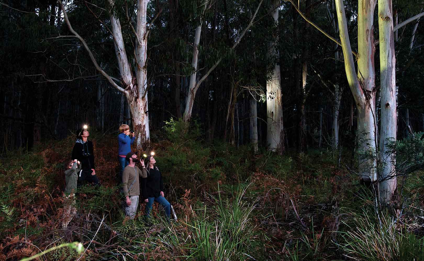 From left, Ari, Ziggy and Manu Scheltema, Brad Blake and Lindsey Dobeson spotlighting for greater gliders in the Wombat Forest near Trentham.