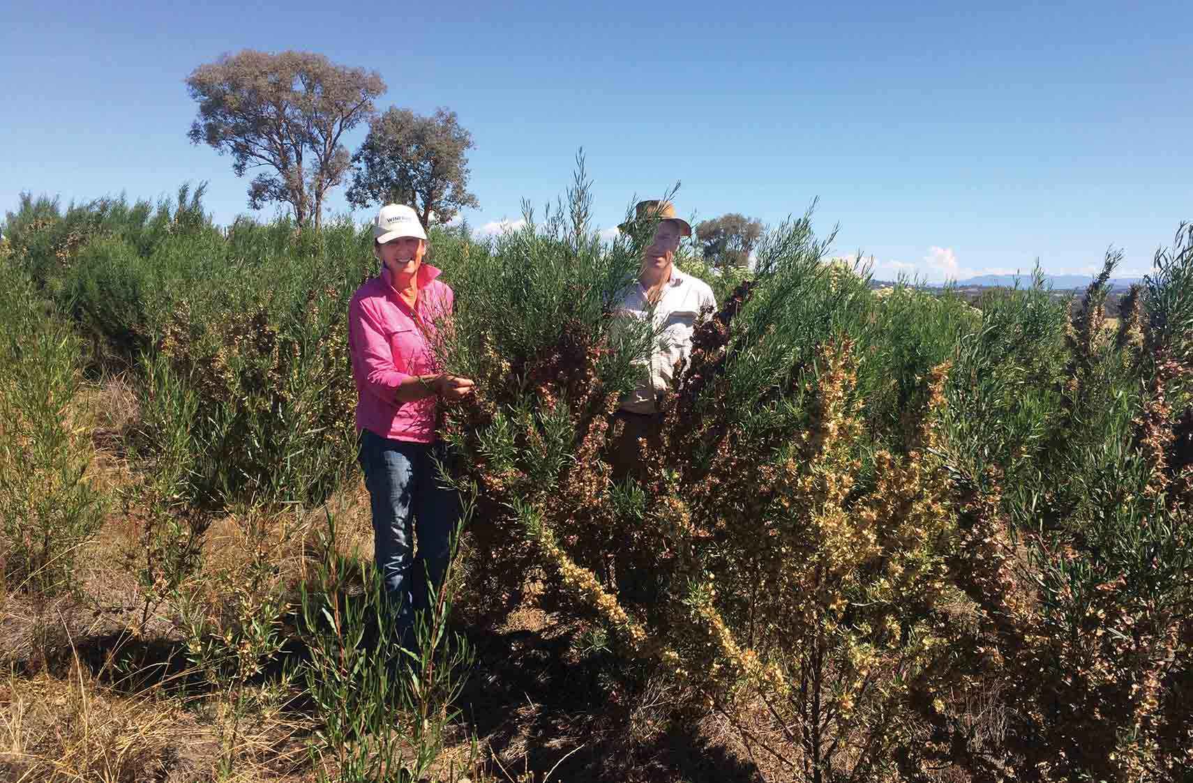 Anne and Tony Mort in two-year-old hop bushes growing in the seed orchard on their property at Winton