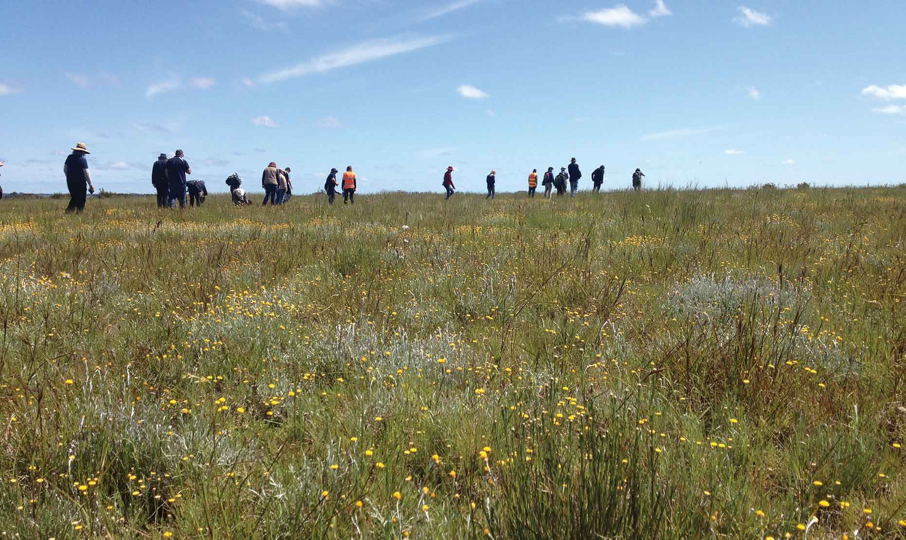 Natural Temperate Grasslands in flower on the Victorian Volcanic Plain.