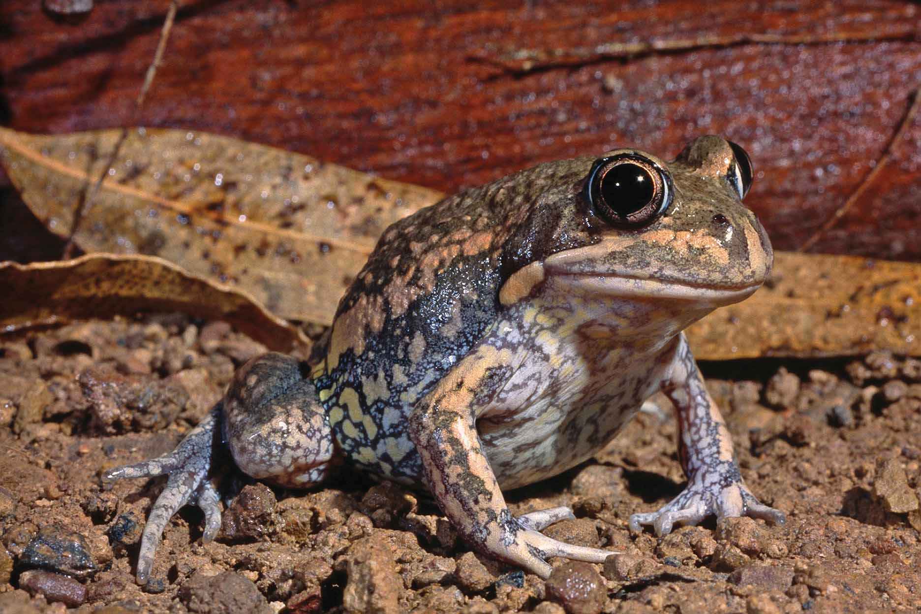 A pobblebonk, or banjo frog, is a common and charismatic frog of Victoria’s wetlands. 