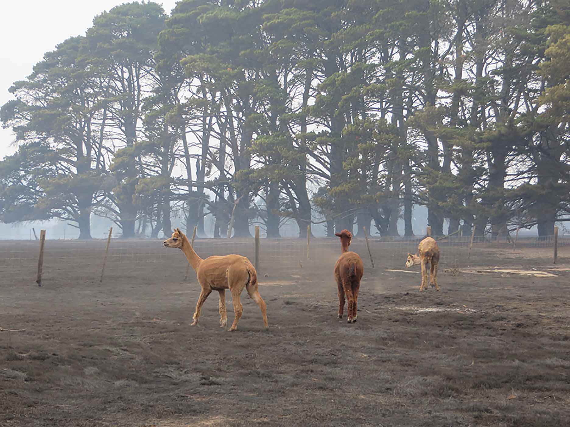 Alpacas look for feed in a charred paddock at Bylands a few days after the fire.