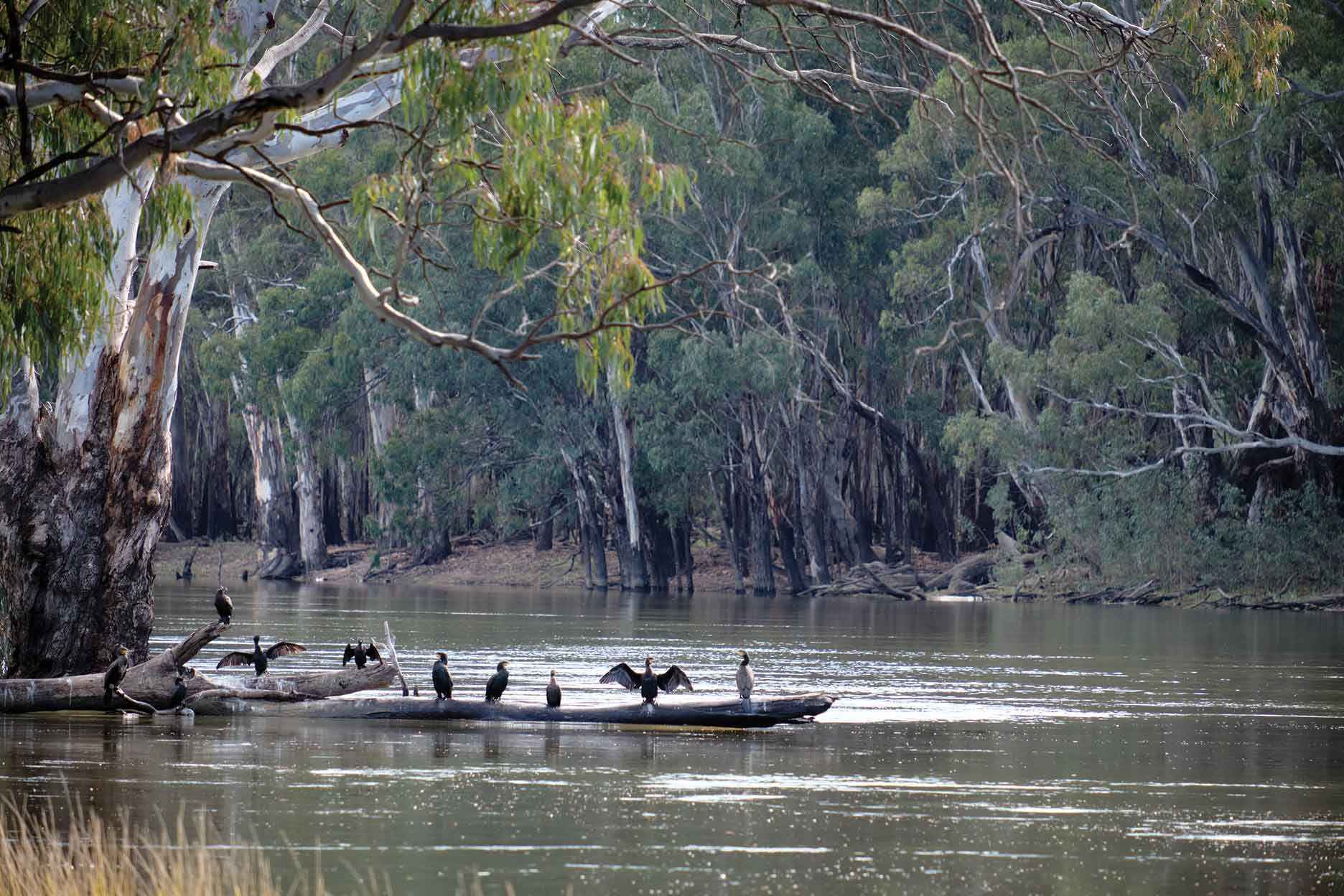 The Murray River in low flood at Boundary Bend during winter 2022<br />
