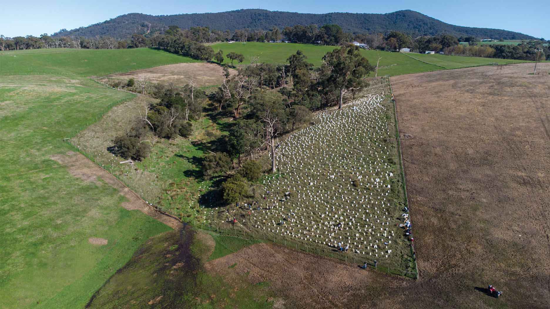 An aerial view of a TreeProject revegetation project at Yarra Ranges in 2022.