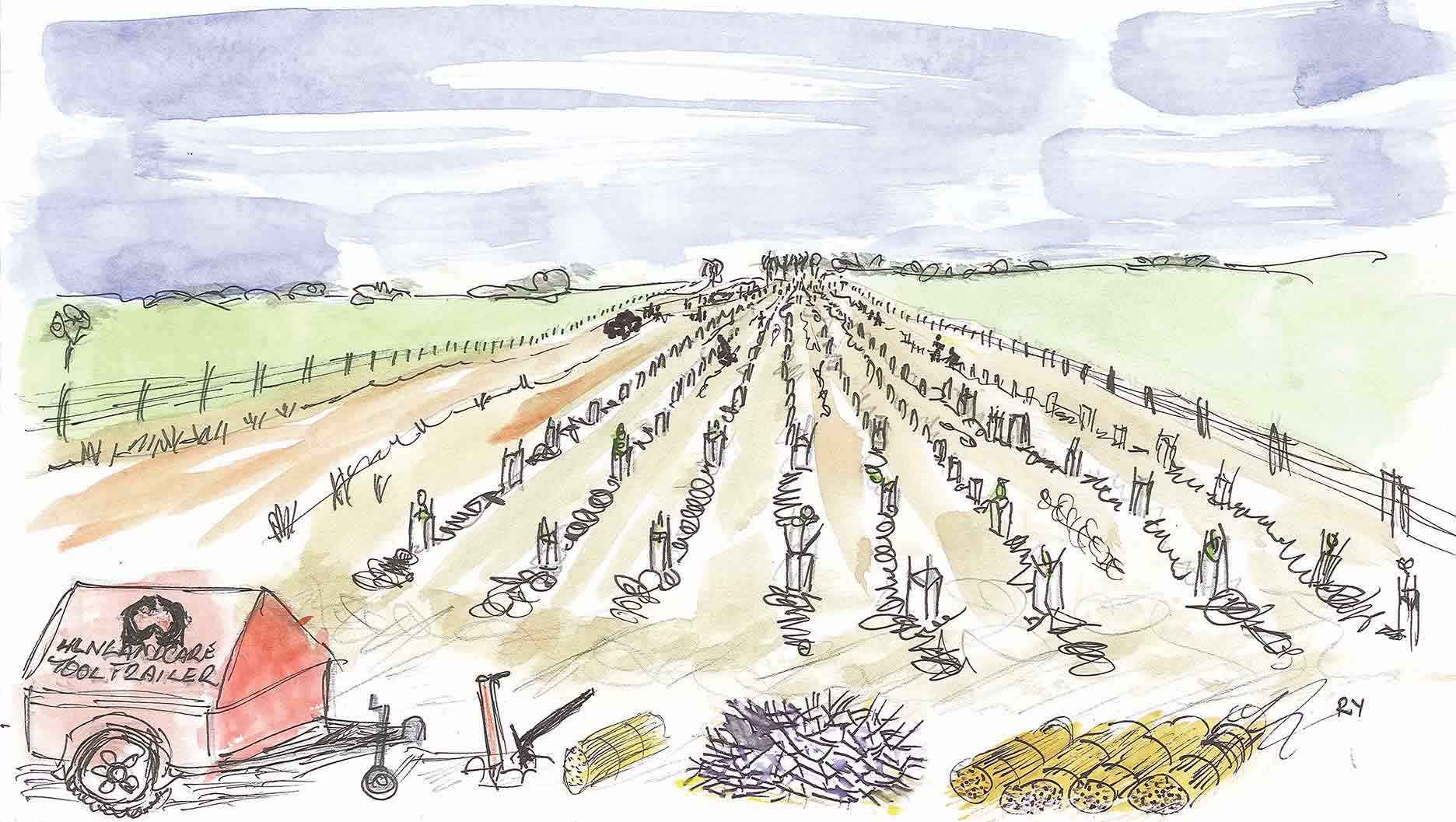 A Project Hindmarsh planting day at Nhill in 2012. Illustration by Rob Youl.