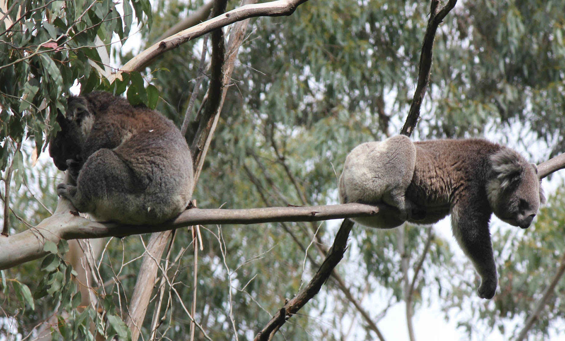 Koalas resting in the Strzelecki Ranges. It is unusual to see them sharing the same tree.<br />
