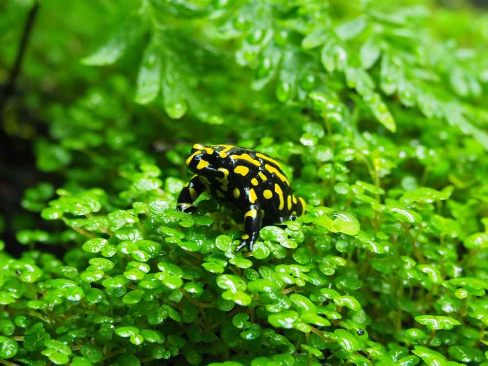 A southern corroboree frog (Pseudophryne corroboree). Photo: Rachel Mort/iNaturalist