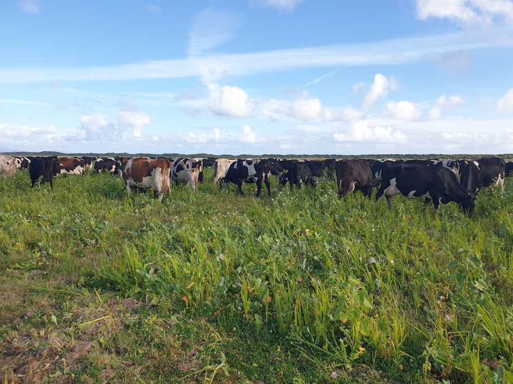 The Tracys’ herd of milkers graze happily in the summer multispecies pasture at Waratah Bay.