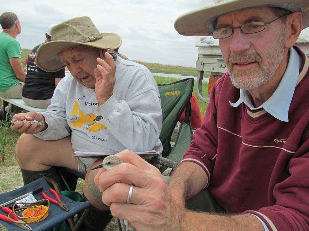 From left, Clive Minton and Roger Standen applying leg flags to red-necked stints at the Werribee treatment plant in 2013.
