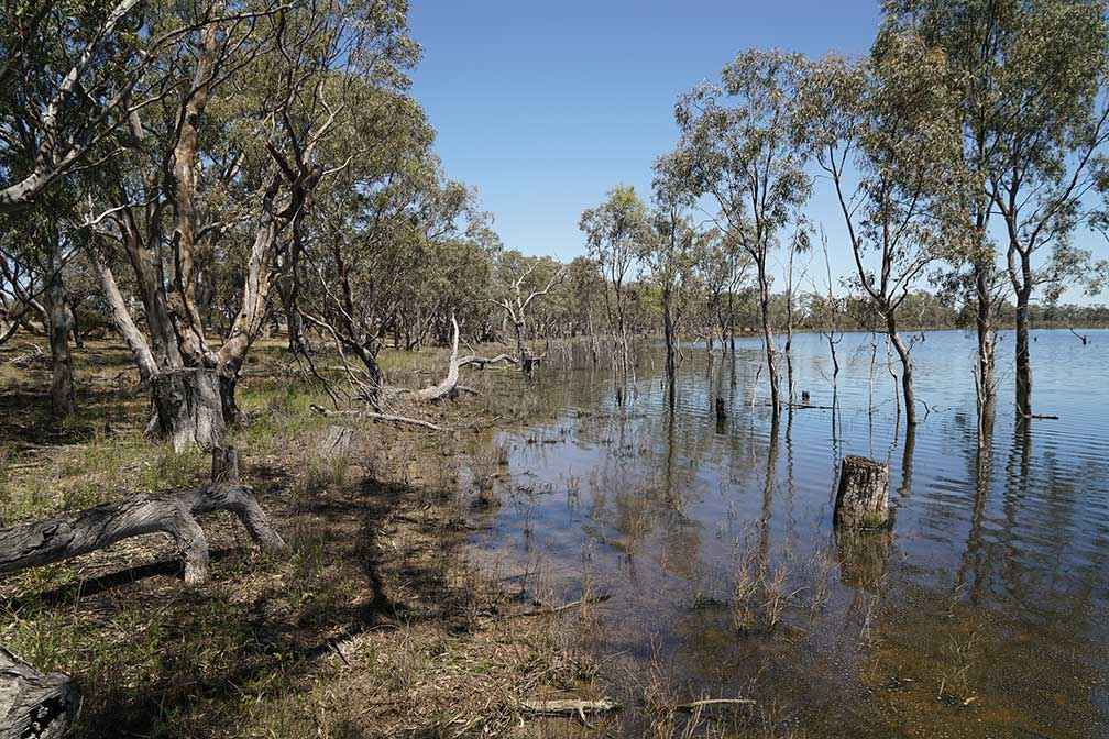 Little Lake Meran in northern Victoria is a WetMAP monitoring site which receives environmental water.