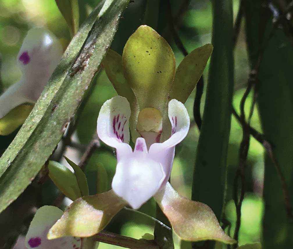 An endangered butterfly orchid (Sarcochilus australis) flowering after the fire.