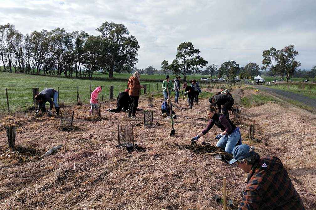 More than 60 volunteers planting along the Great Victorian Rail Trail near Mansfield in 2019.