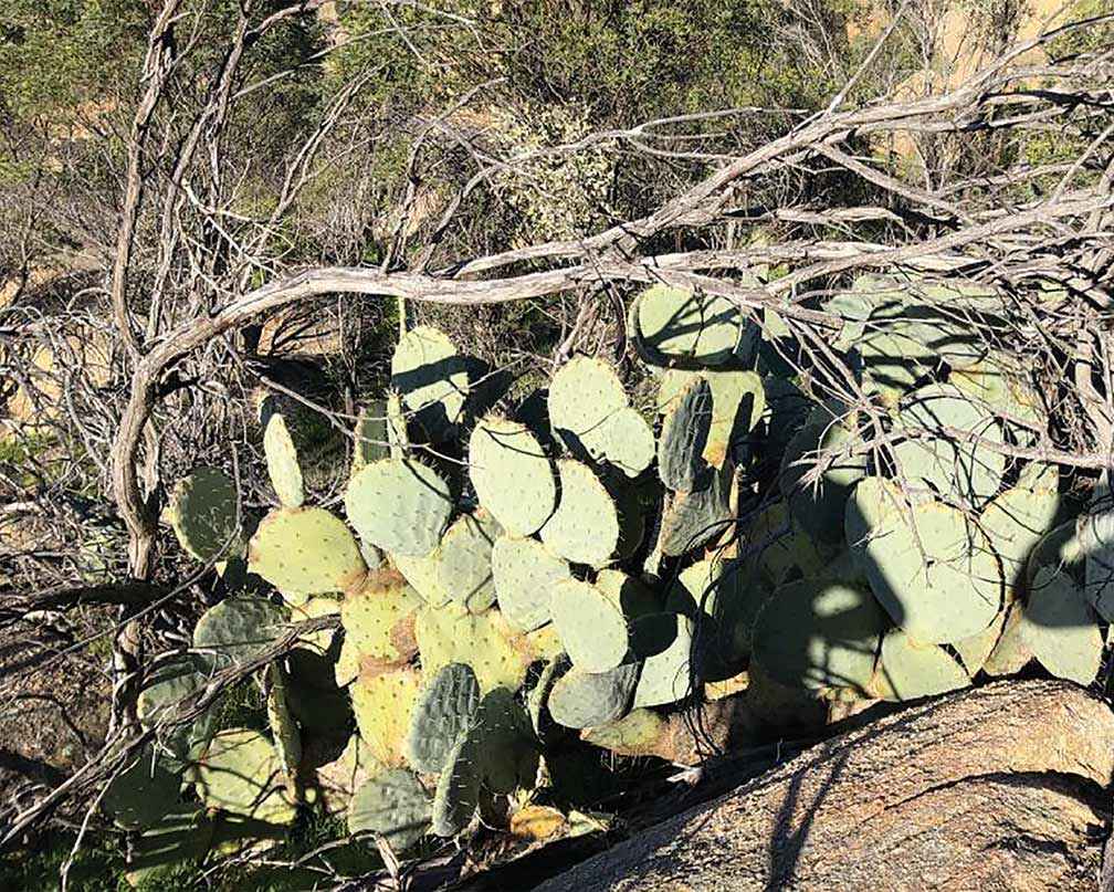Wheel cactus on Mt Korong before injection.