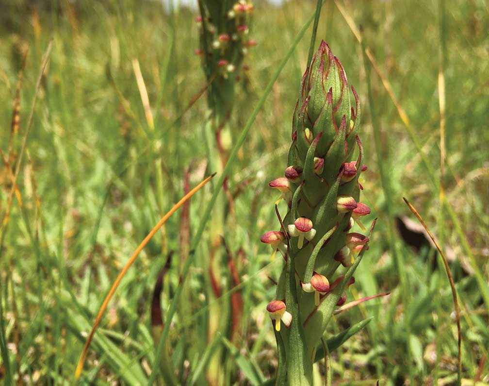 Diminutive and mighty-spreading South African weed orchid (Disa bracteata) in grassy woodland at Beaufort in November 2016. This weed can be difficult to identify contributing to its establishment in Victoria.