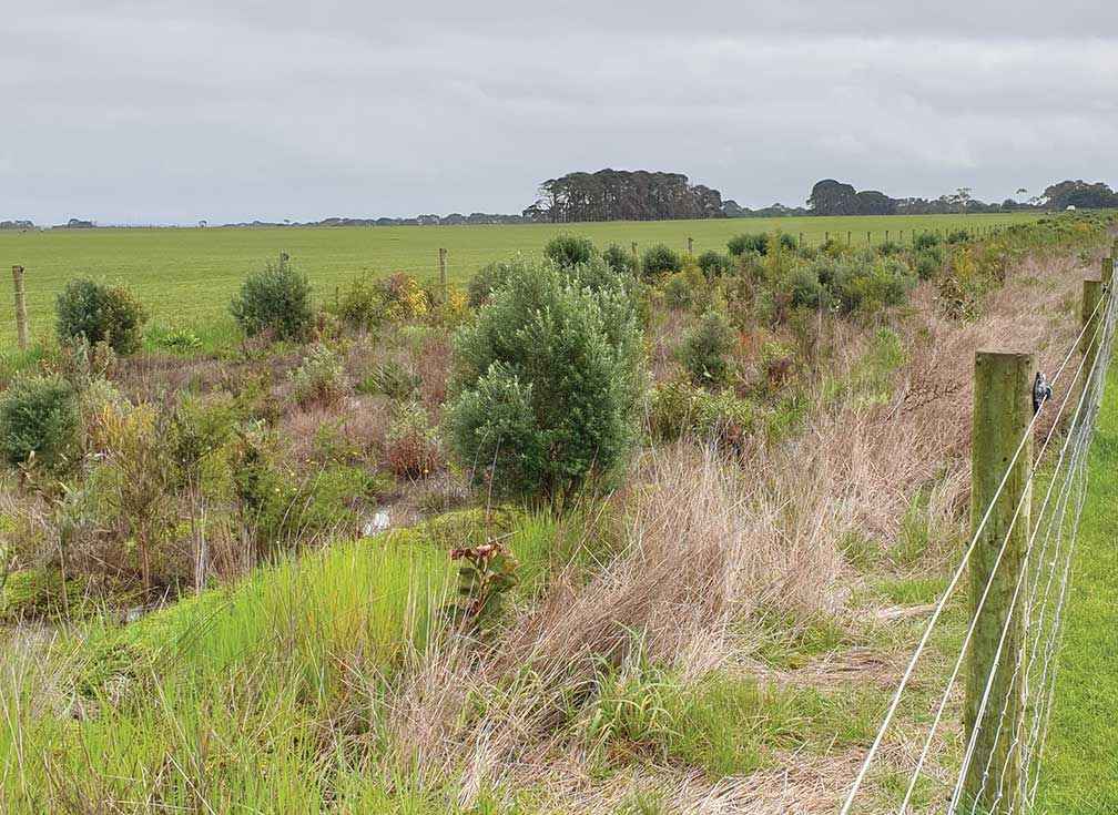 The direct seeded shelterbelt at Warrong one year later.