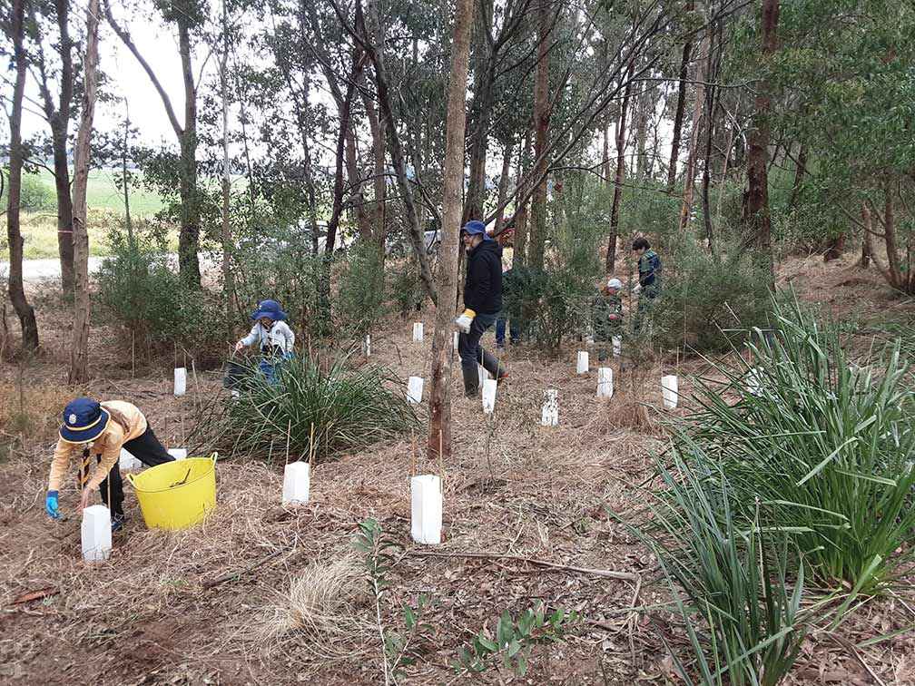 Members of Bairnsdale Scout Group planted 500 grasses and graminoids along the banks of the Mitchell River Bairnsdale on National Tree Day, 2022.