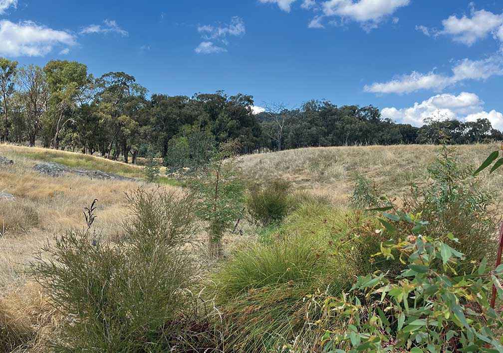 Established grasses and shrubs looking south along a restored gully at Wooragee.