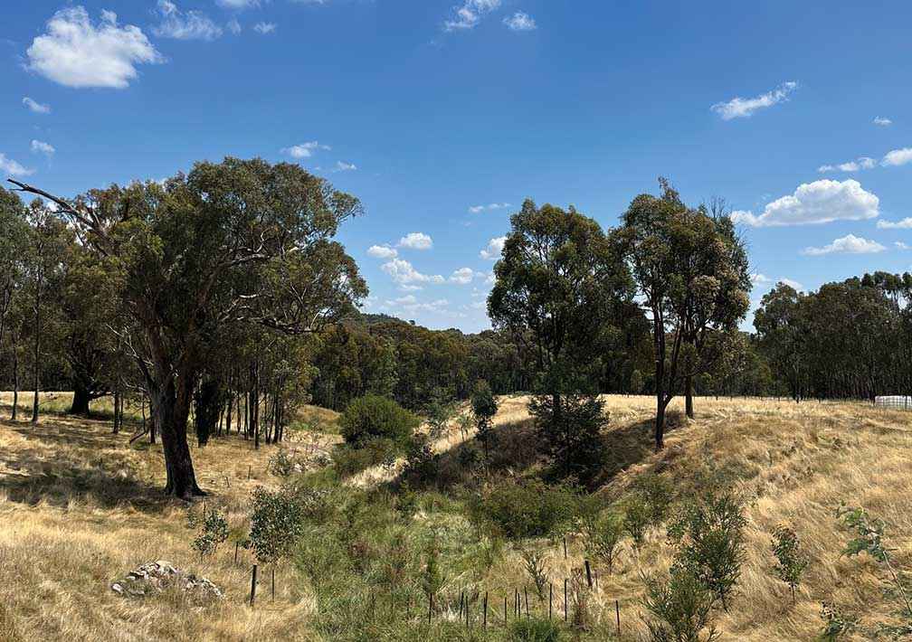 Looking north along the restored gully.