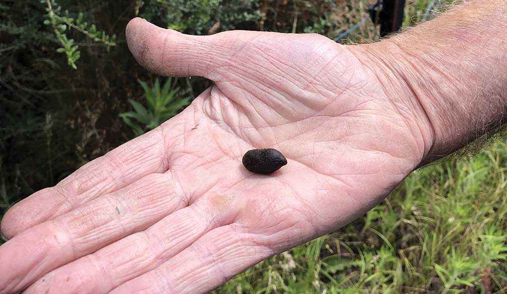 A positive sign – koala scat found within the sanctuary after fencing was restored.