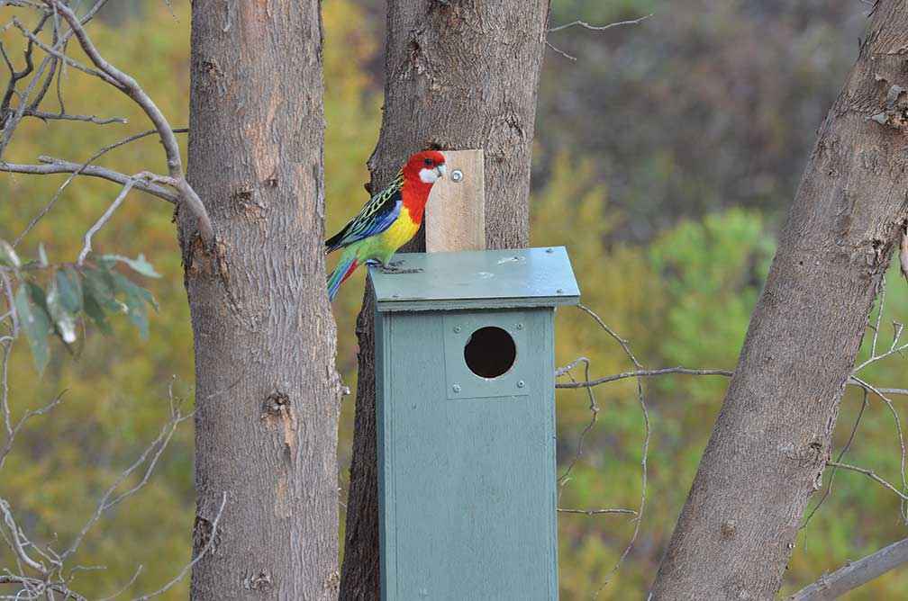 An eastern rosella makes use of a nest box in revegetation near Dimboola established by Project Hindmarsh 16 years ago. 