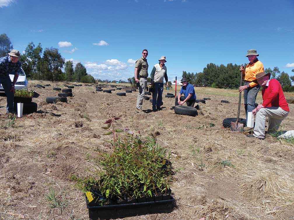 Kyabram Urban Landcare group and Kyabram Fauna Park members planting eucalypts for koalas in 2018.