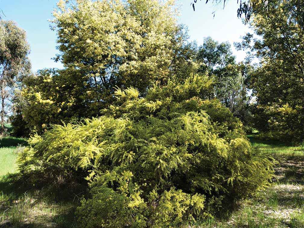 Native vegetation in the Ern Miles Reserve in 2021, which was established through direct seeding in 2011.