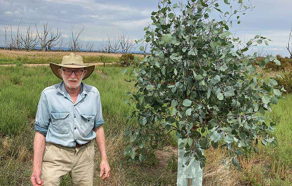 Local Benalla volunteer Charlie Corser next to a four-year-old-white box planted by RHP in Winton Wetlands Reserve.