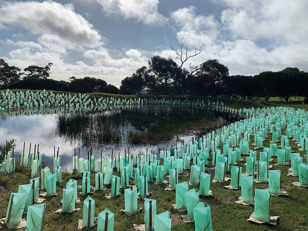 Enhancing a farm dam with indigenous aquatic species to convert it to valuable habitat and help sequester carbon emissions along the biolink route at Boneo in 2021. 