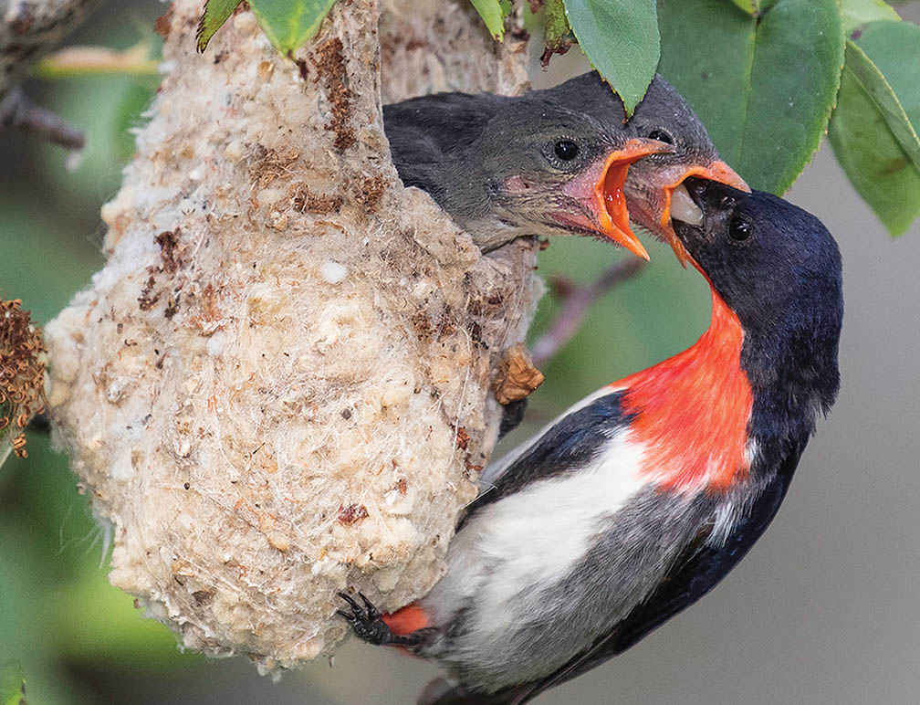 A male Mistletoebird at the nest at Strangways.