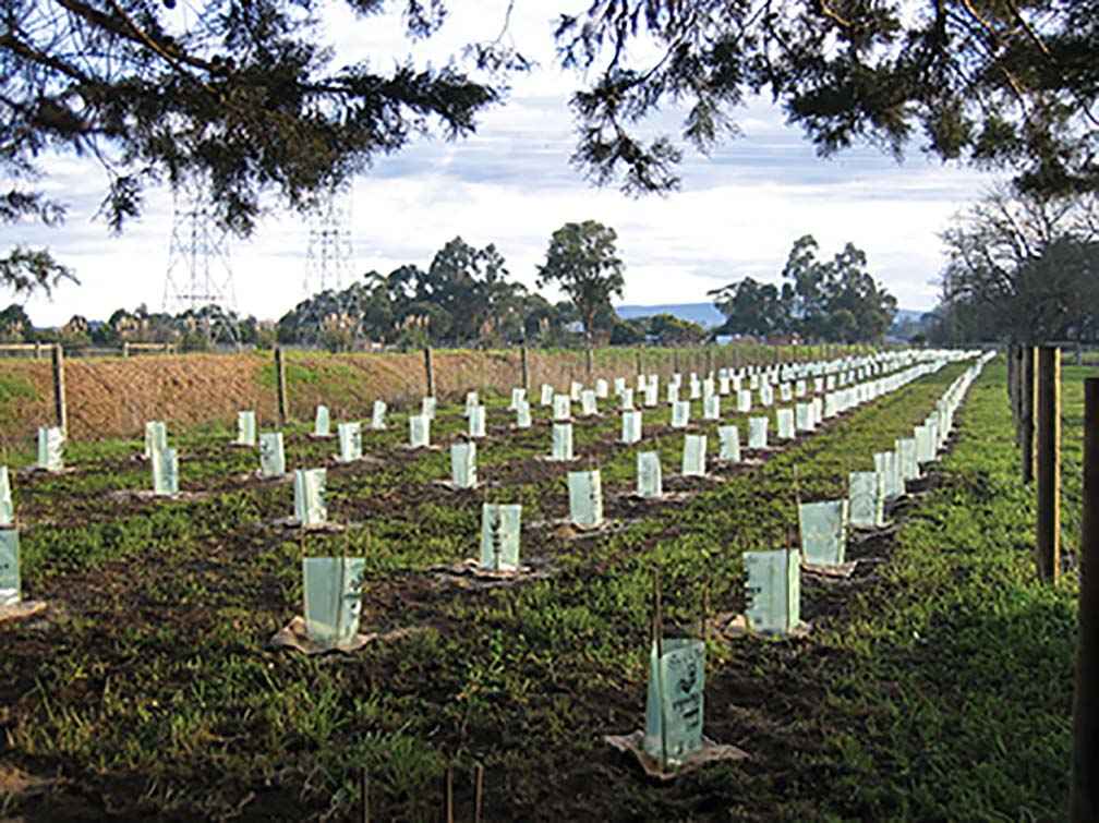 Landcare in action at Scott Bentley’s farm in 2002. More than 500 trees were planted ready to become a shelter belt and provide habitat for native species.