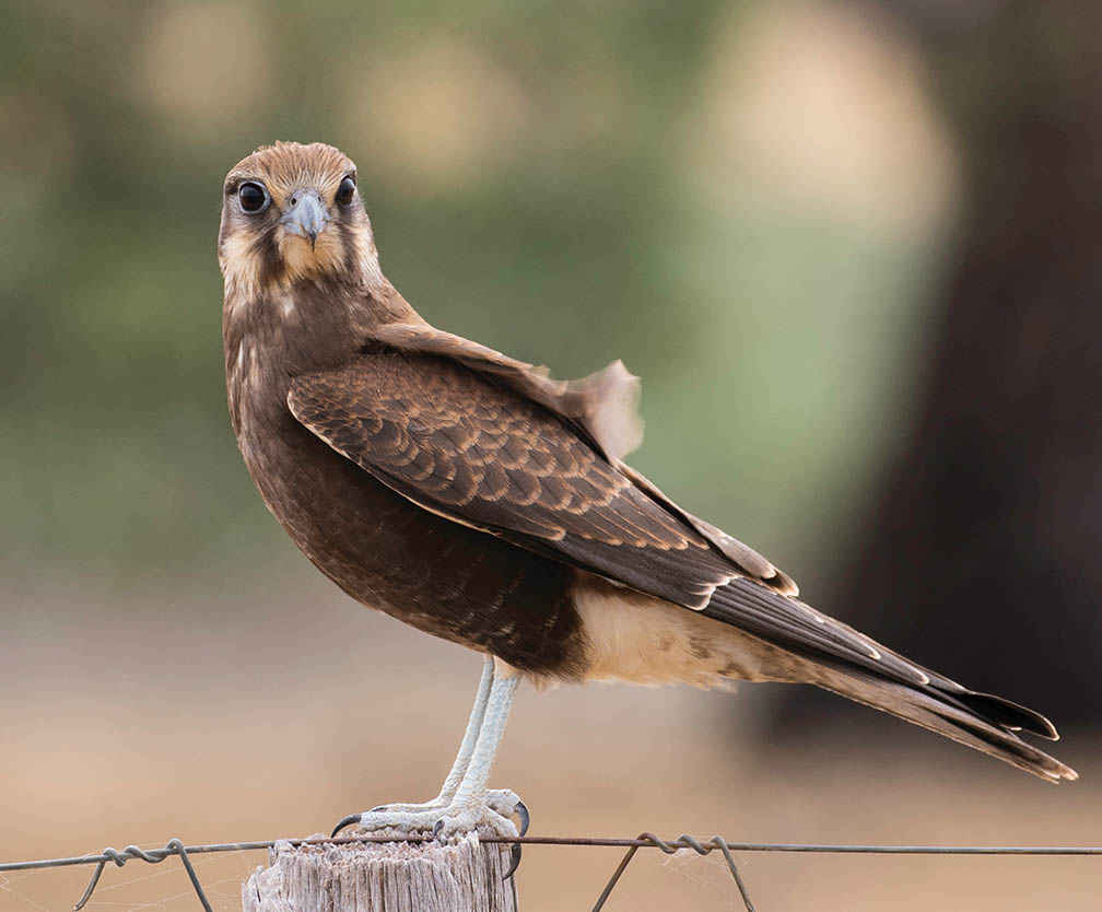 A Brown Falcon on the Moolort Plains.