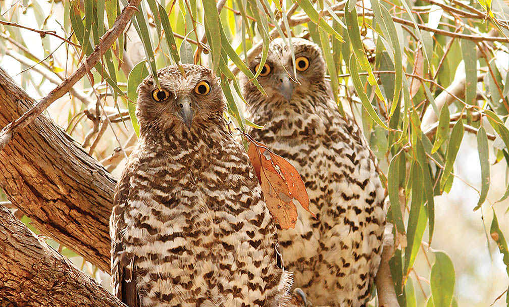 Powerful Owls at Muckleford.