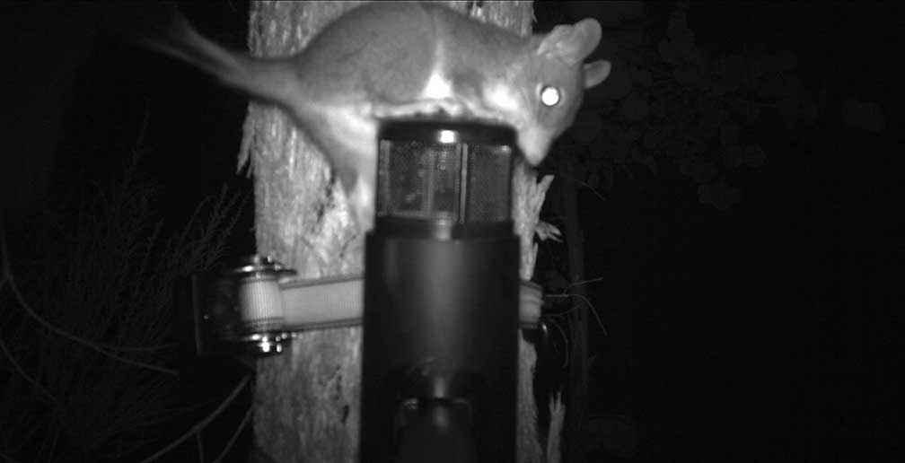 A brush-tailed phascogale is caught on camera trying to get at the bait of peanut butter, oats and golden syrup. As a result of this successful sighting the Campaspe Valley Landcare Group is now purchasing its own cameras to continue surveying for phascogales, and inmates of Loddon Prison will make 20 nestboxes for the group.