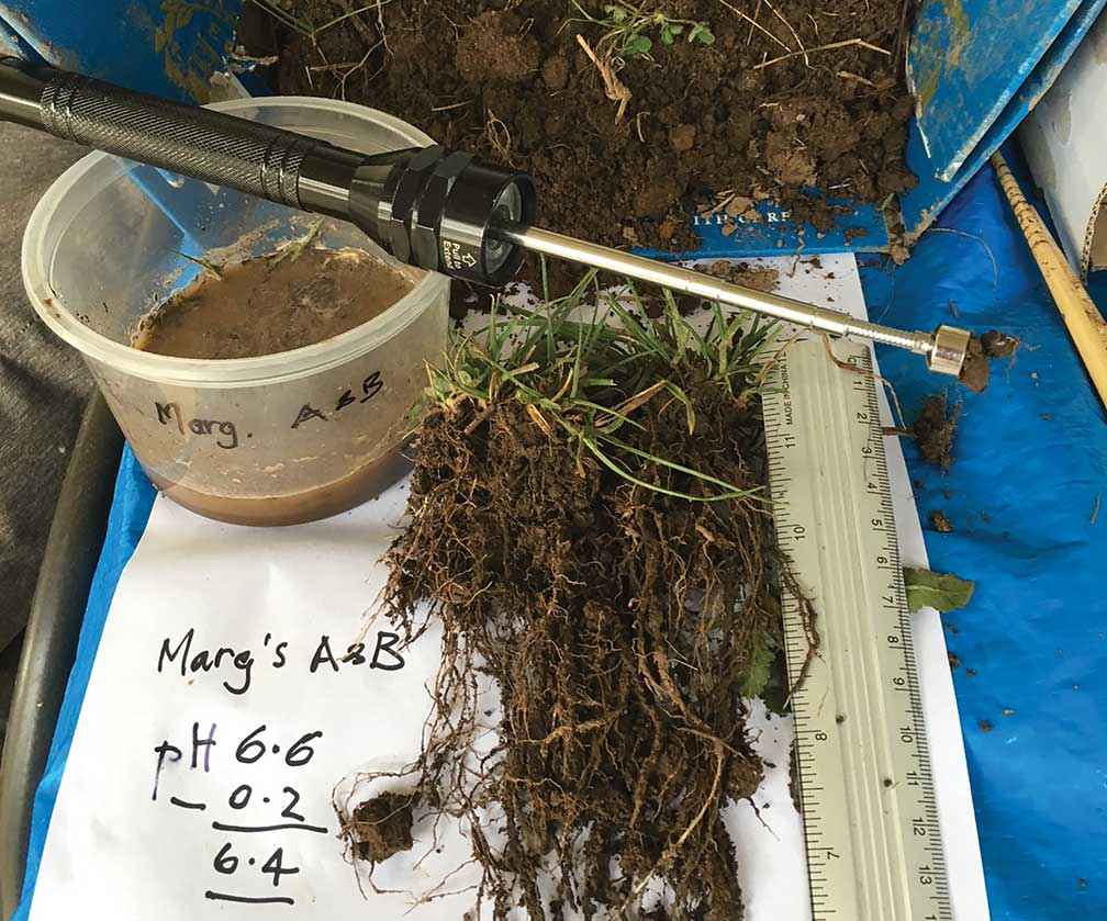 Dreadlock roots were evident in samples taken from Hillside Manor at Warrenbayne, near Violet Town, in July 2017.