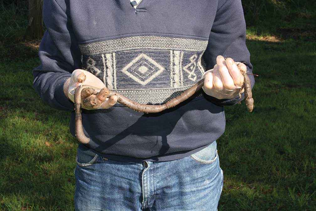 A giant Gippsland earthworm uncovered during planting in 2011. 