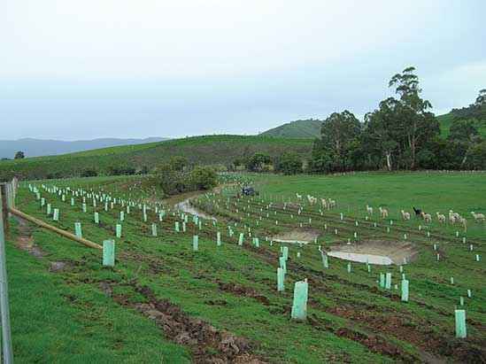 A Strath Creek Landcare Group revegetation project to protect an old course of the King Parrot Creek in 2008.