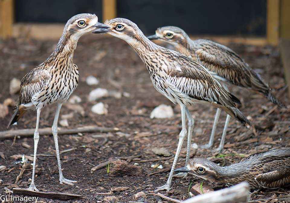 The Mid Loddon Landcare Network’s curlew breeding program has attracted many new volunteers. 