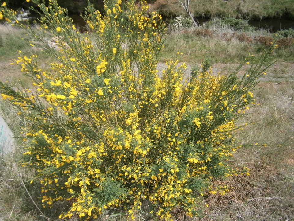 Broom and Gorse Mapping and Surveying — Victorian Landcare Gateway