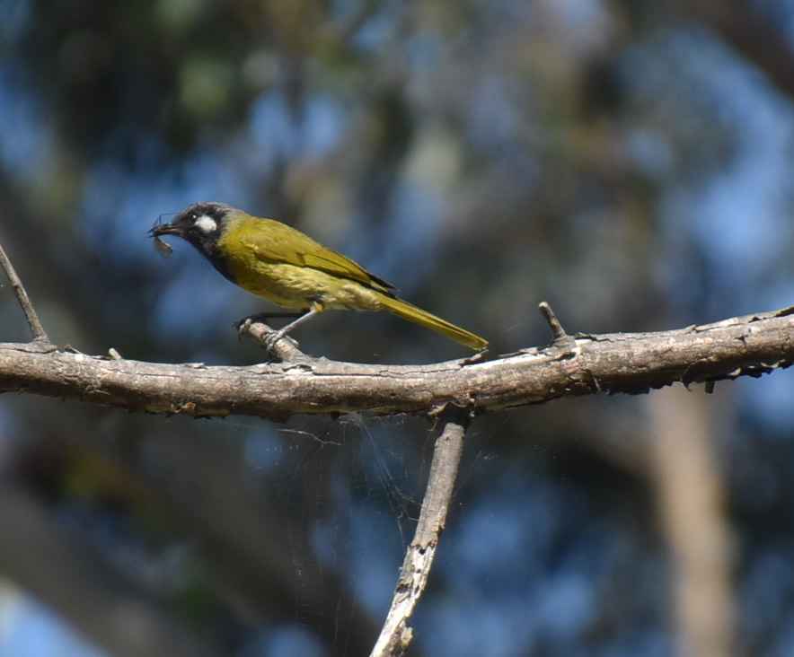 WEHoneyeater2SML.jpg