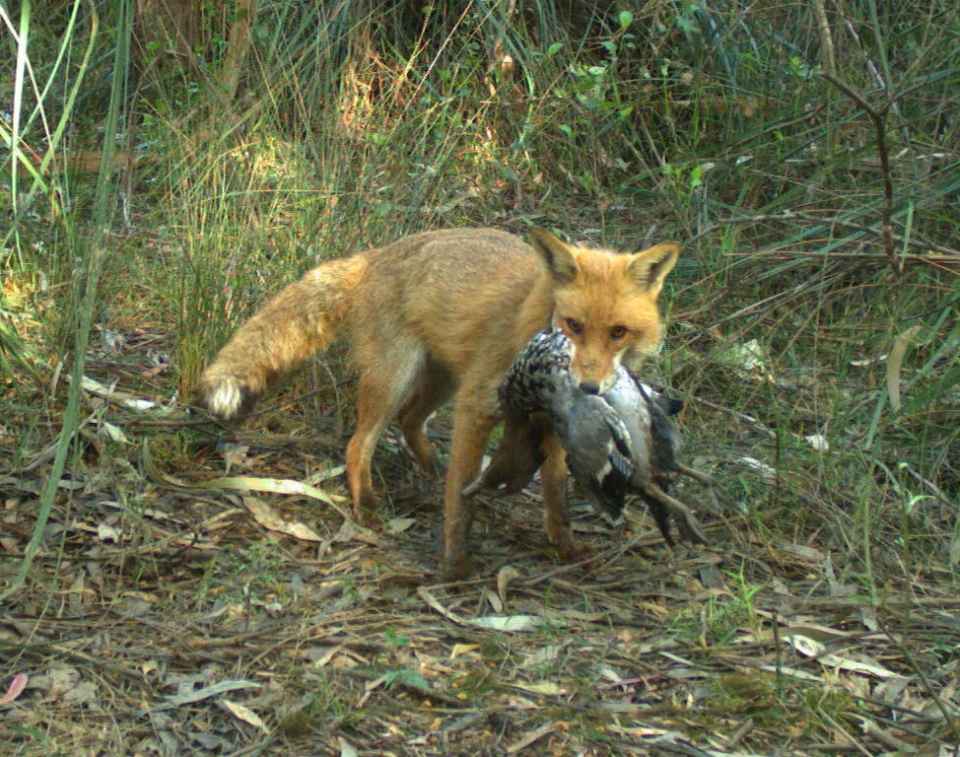 Fox with wood duck.jpg