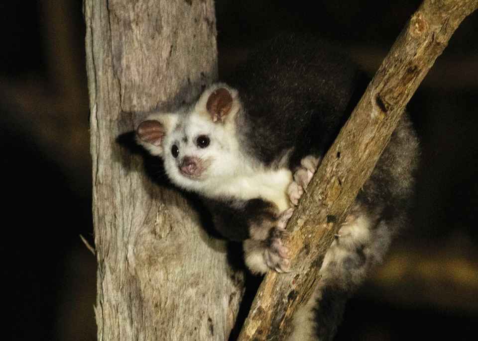 Greater Glider 2 (Karena Goldfinch).jpeg