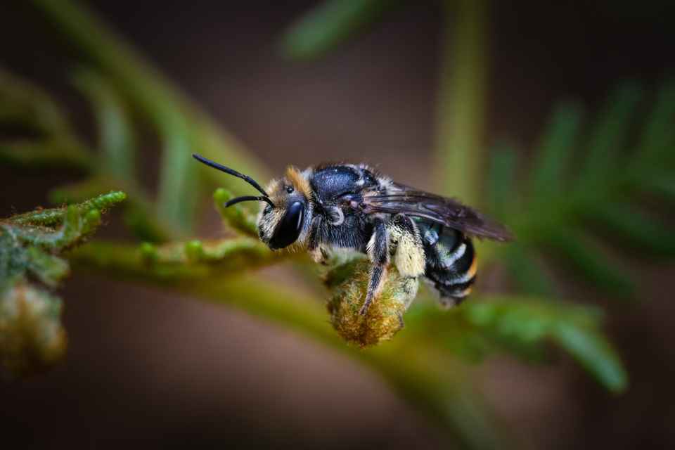 Green and gold nomia bee by Amy Motherwell.jpeg