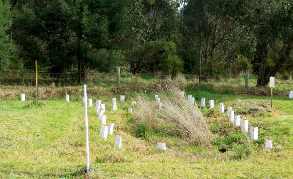 adding habitat t a swale.jpg