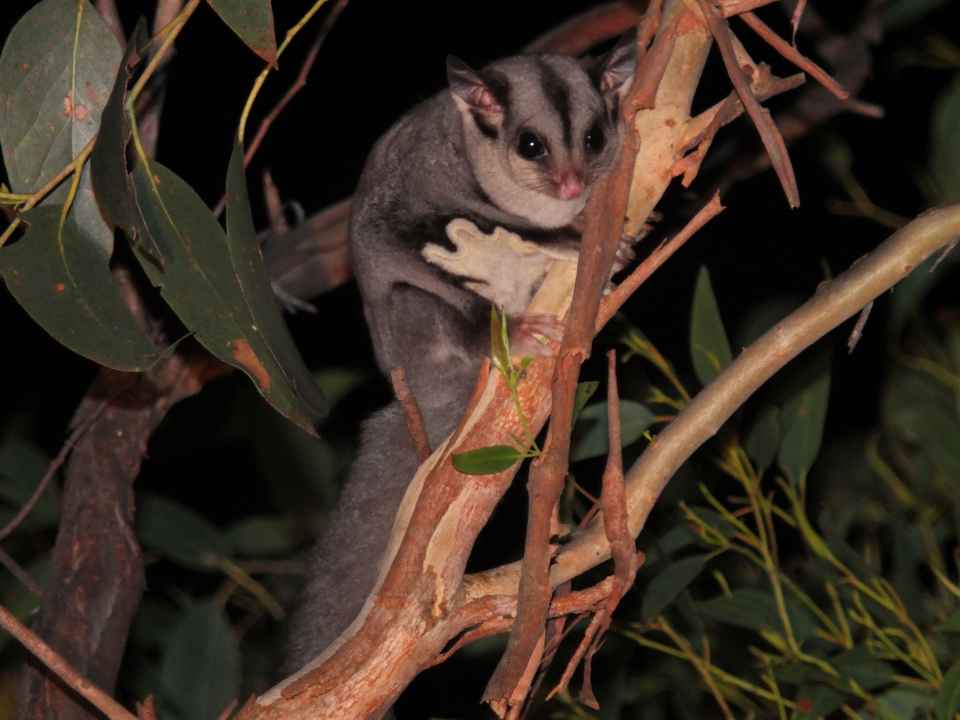 sugar glider - resized small.jpg