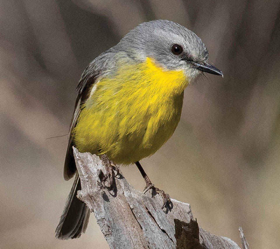 Blogging for nature — Victorian Landcare Gateway