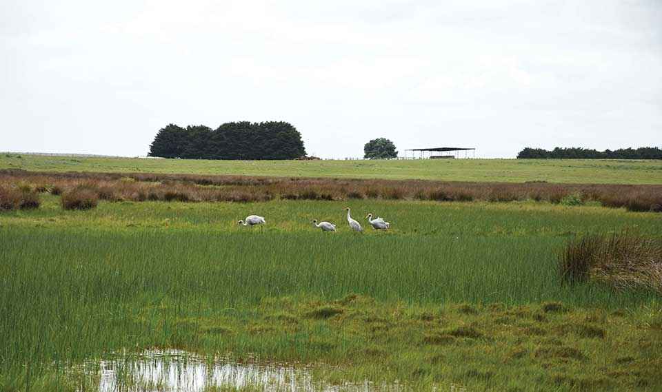 Landholders protect critical brolga habitat at Pura Pura — Victorian ...